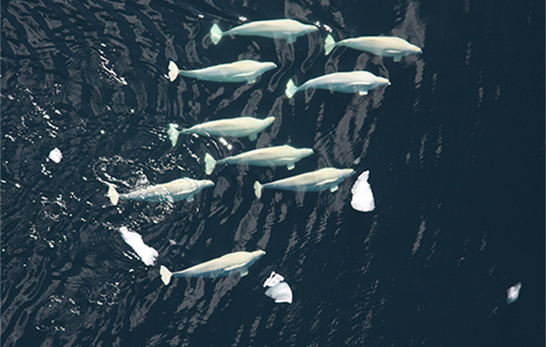 A pod of beluga whales in Arctic waters. CREDIT: NOAA Fisheries.