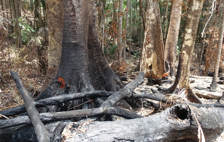 Burned World Heritage Gondwana Rainforest in Nightcap National Park, November 2019.  CREDIT: Robert M. Kooyman