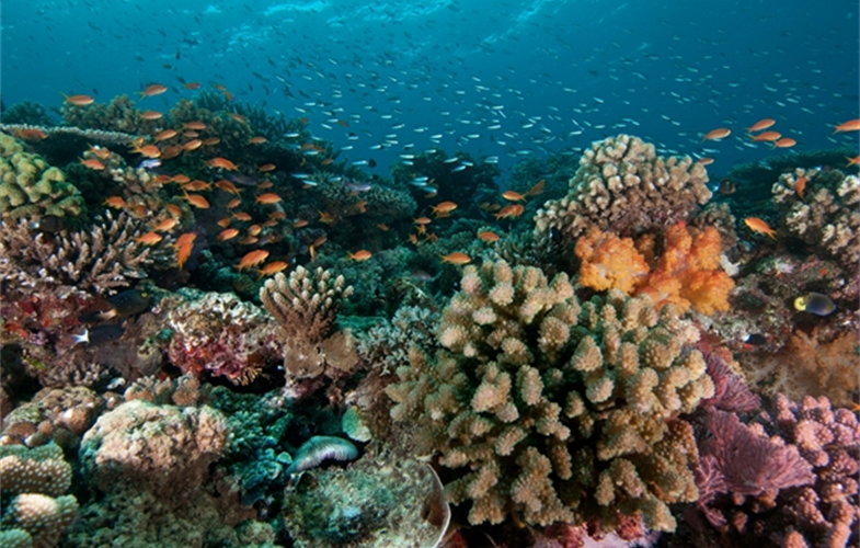 A coral reef off the coast of Fiji. CREDIT: Lill Haugen