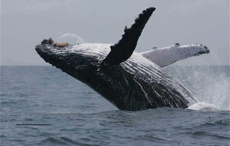 A breaching humpback whale in the waters of Gabon. CREDIT: Tim Collins/WCS
