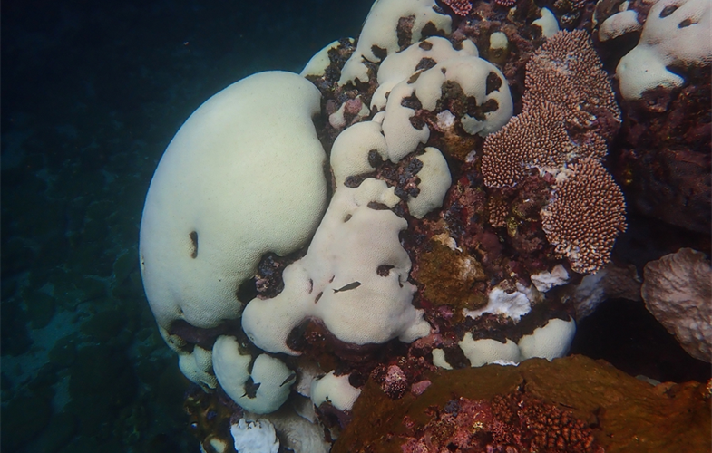 Recent coral bleaching in the Solomon Islands CREDIT: Alec Hughes