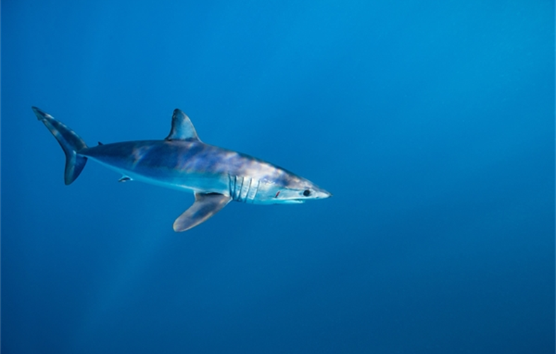 Shortfin mako shark. CREDIT: Steve De Neef