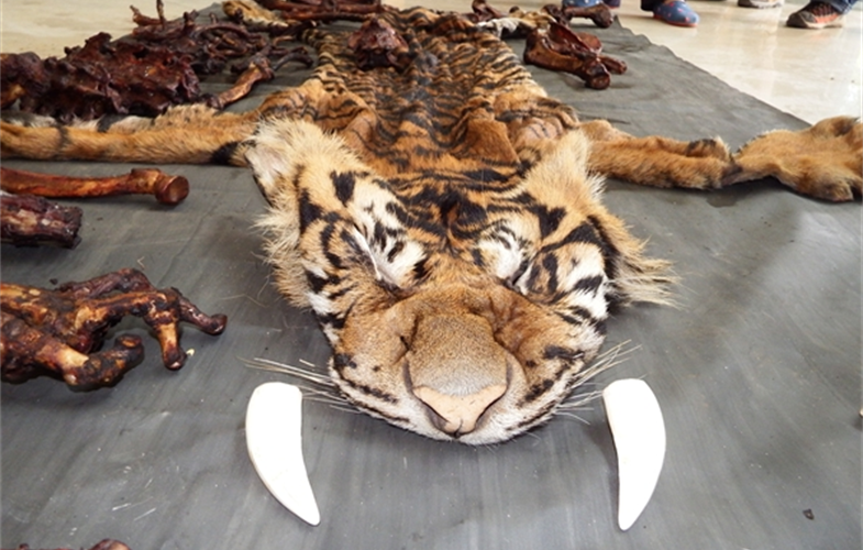 Confiscated tiger parts. cr: WCS