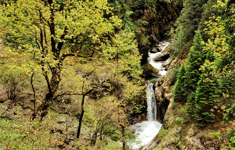 High-integrity temperate forests, such as this in Great Himalayan National Park, India, provide clean water for downstream communities and quality habitat for wildlife. CREDIT: Paul R. Elsen