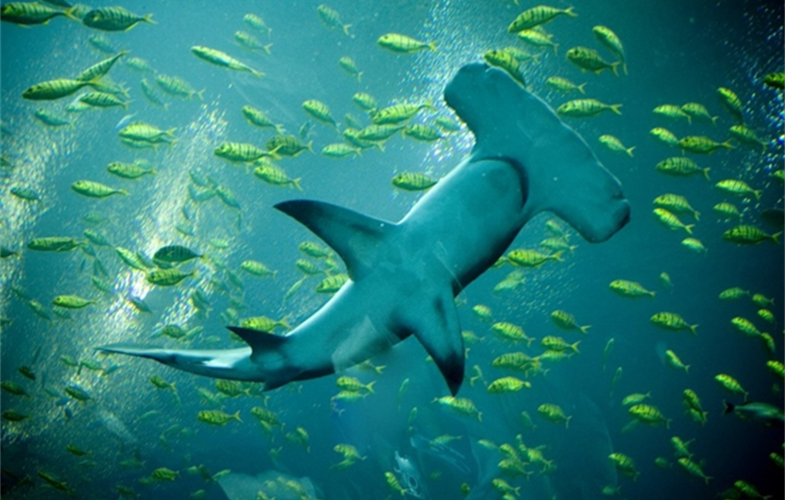 Hammerhead-Shark-c-Bryan-Scott-CC-by-nc-nd-2.0