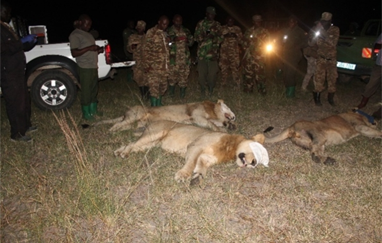 Three male lions were tranquilized and moved out of harm's way. CREDIT: WCS UGANDA