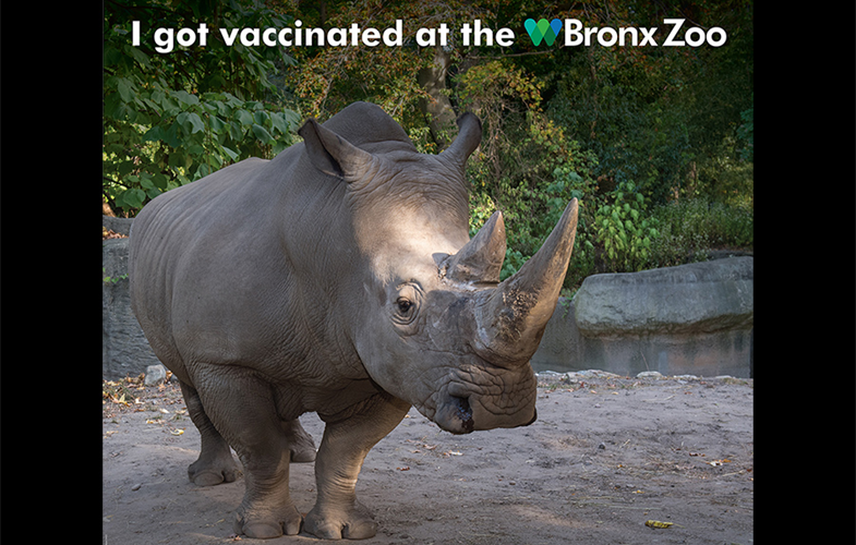 Say rhinoceros: Banner will be set up for photo-ops after getting vaccinated at Bronx Zoo