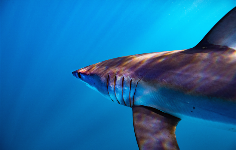 Mako shark ©Steve De Neef
