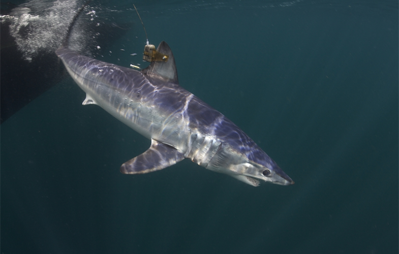 Mako shark with tag CREDIT: Keith Ellenbogen