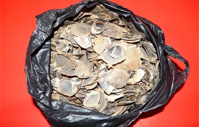 Pangolin scales seized in arrest  Cr: WCS