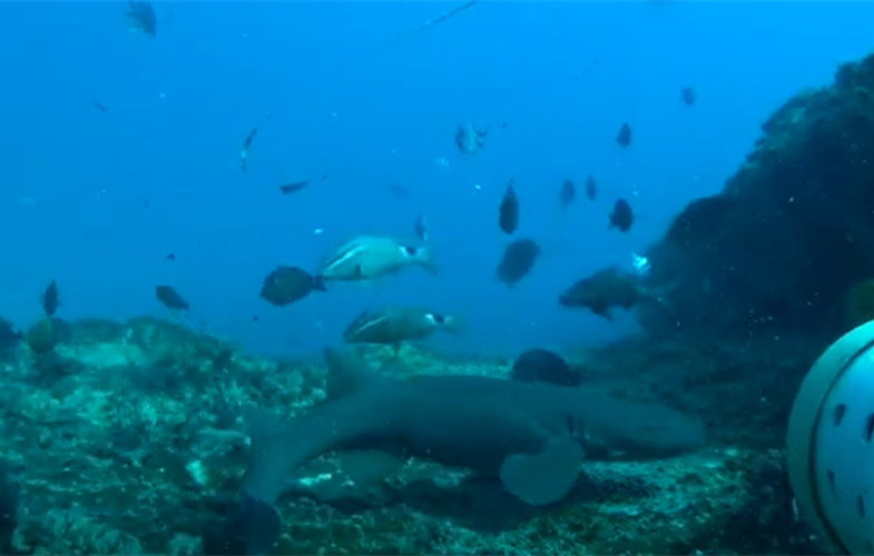 Remote underwater camera image of shorttail nurse shark in Mozambique