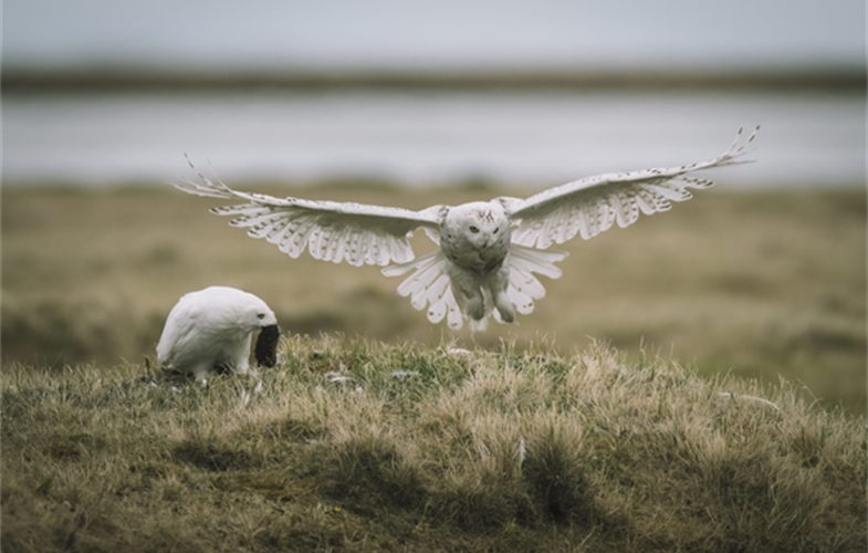 A pair of Snowy owls return prey to a nest in the East Asian-Australasian Flyway site – Qupaluk – on Alaska’s north slope. CREDIT Kiliii Yüyan