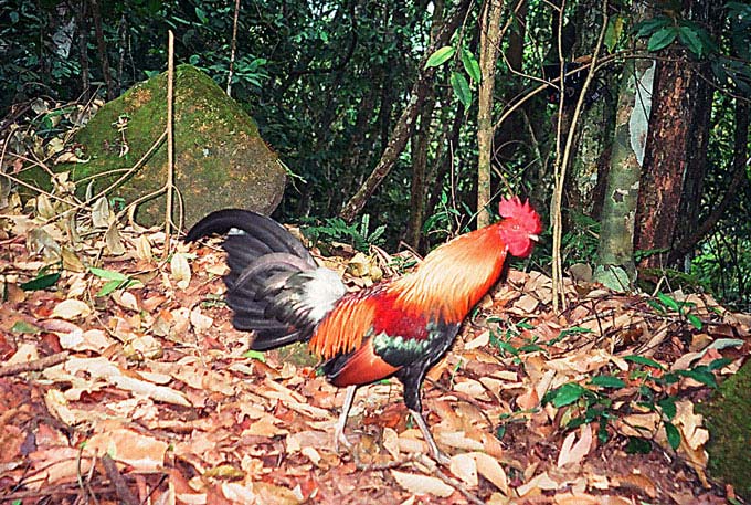 red junglefowl the red junglefowl is one of the most common pheasants 