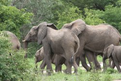 Elephants