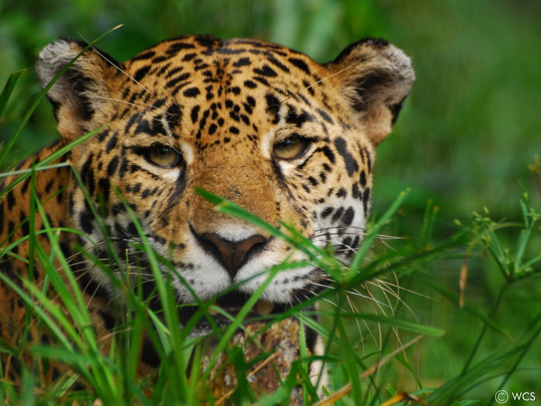 jaguar-wcs