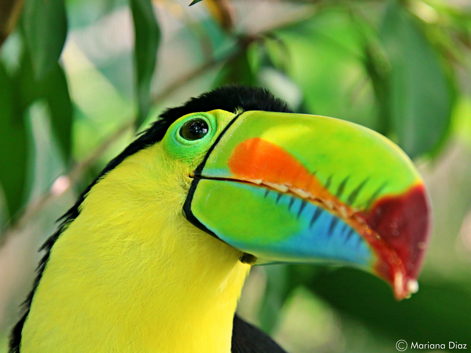 keel-billed-toucan