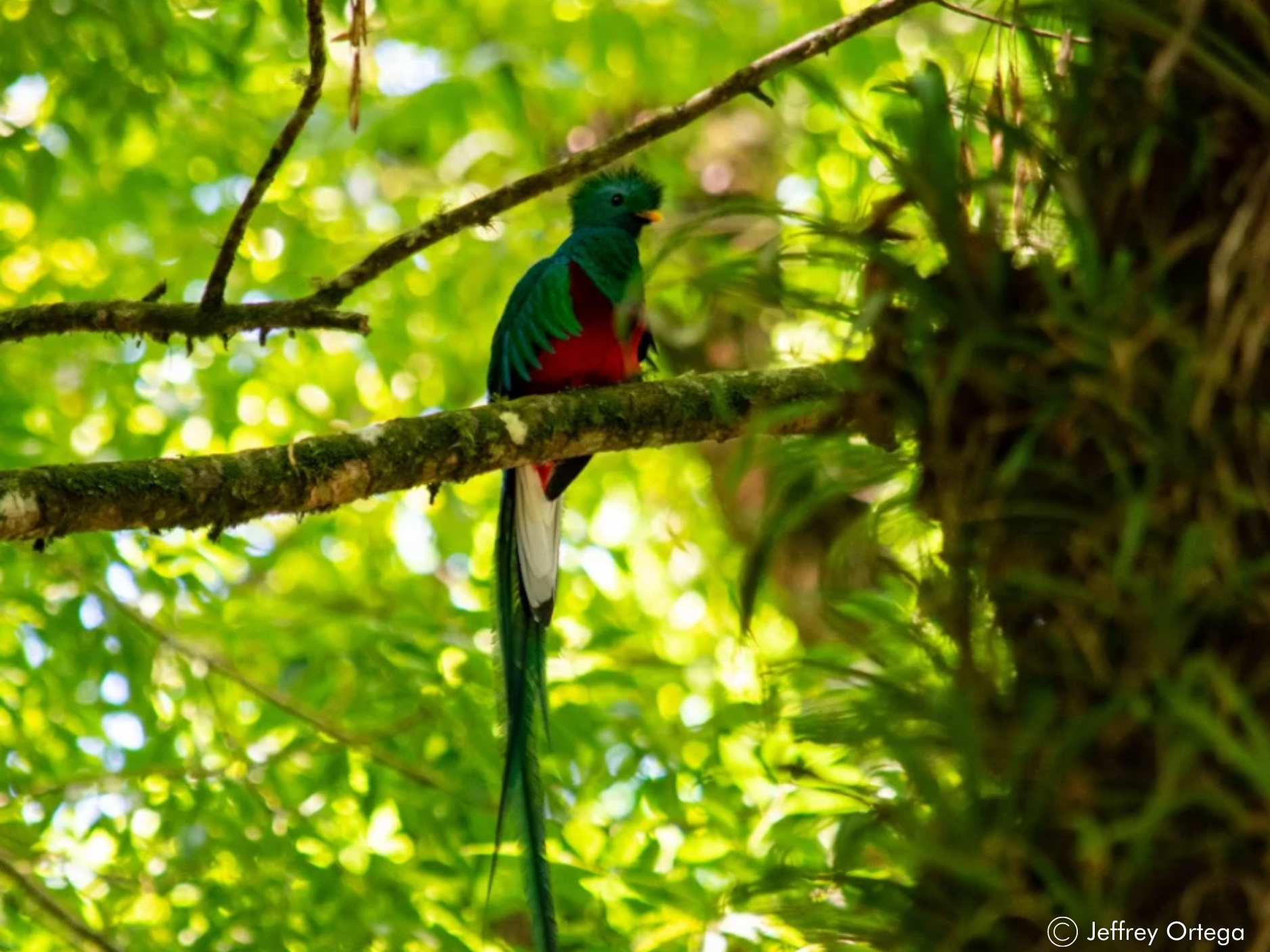 quetzal-costa-rica