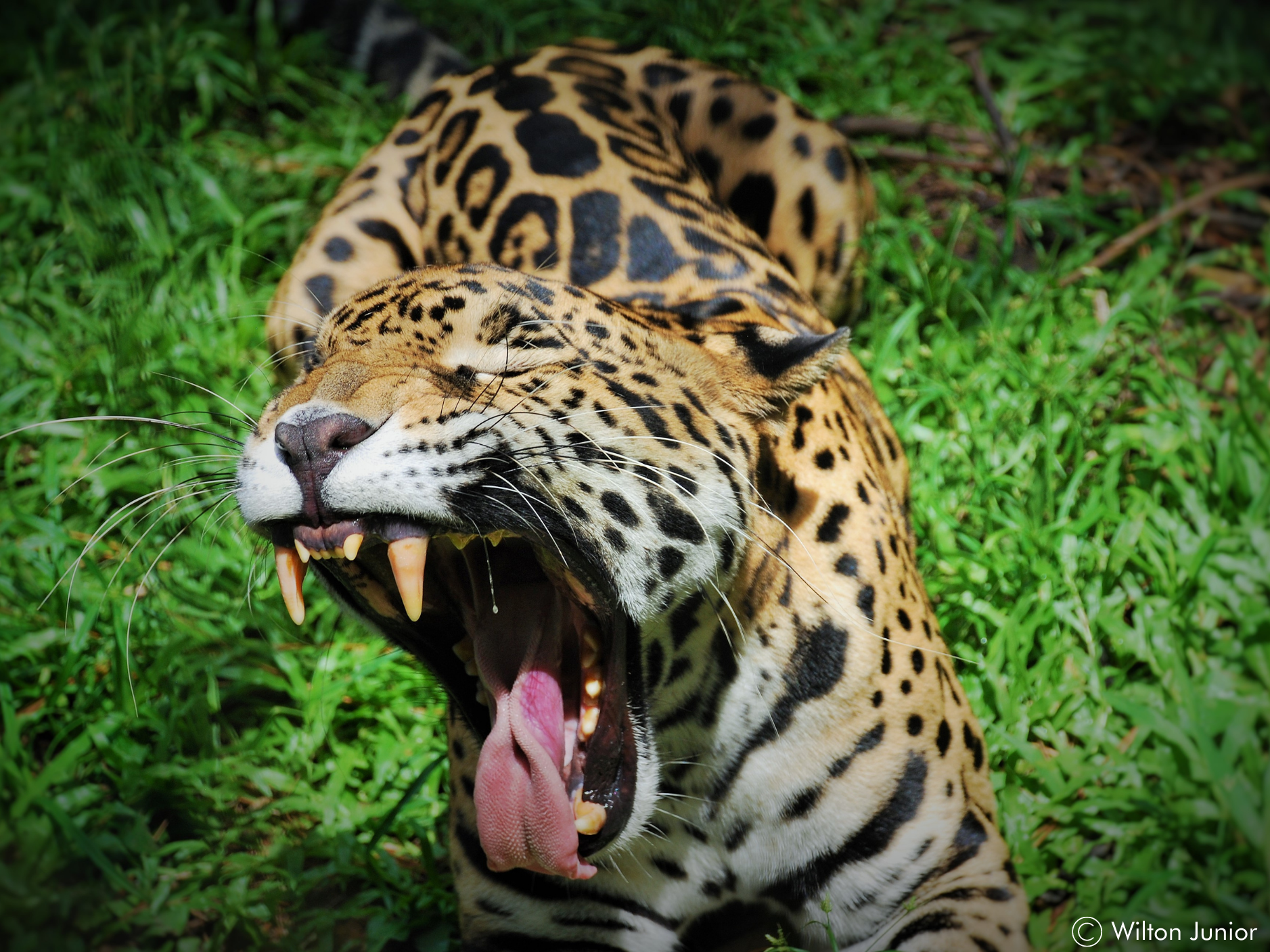 jaguar-upclose-wcs