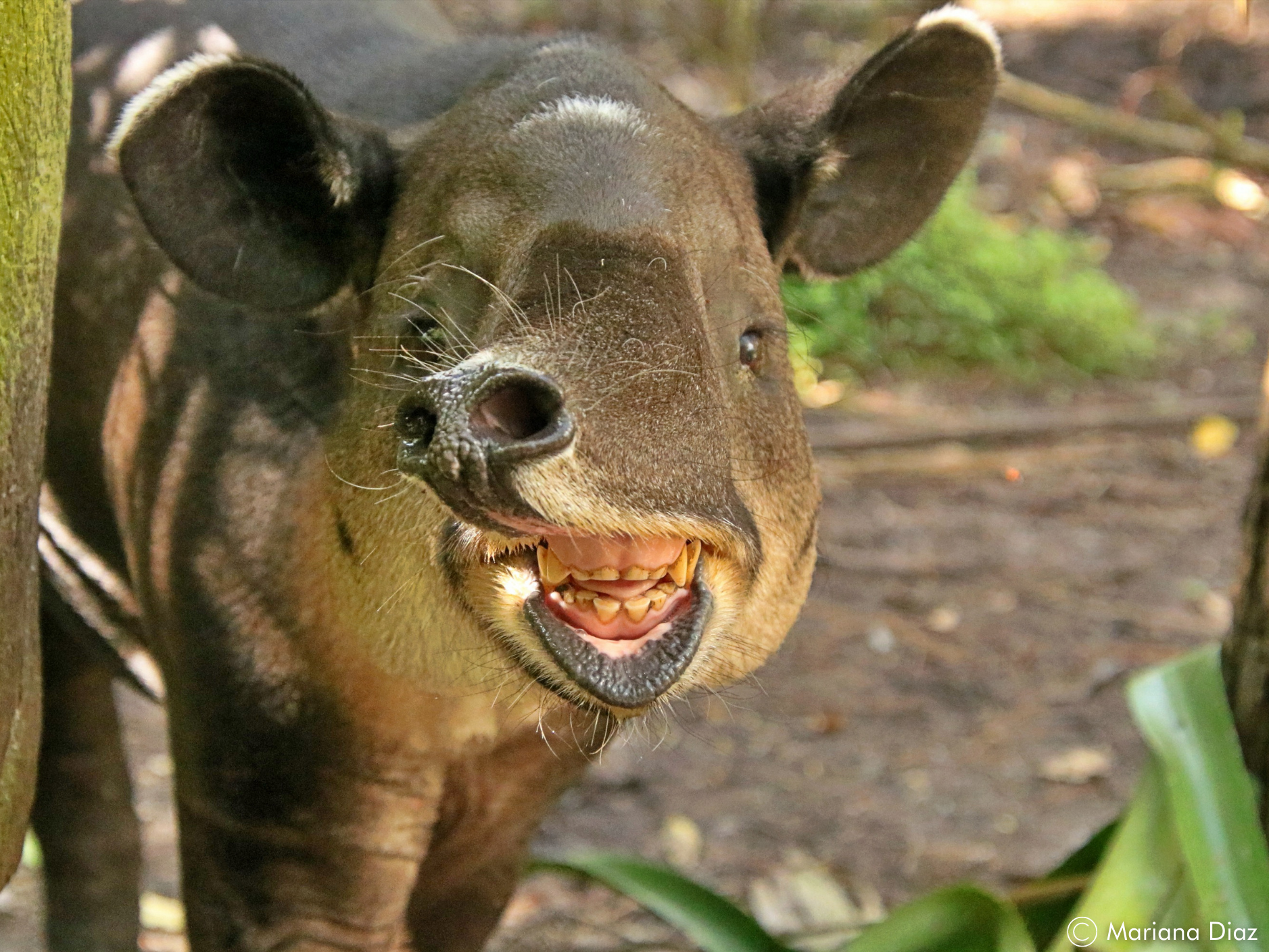 adult-tapir-upclose
