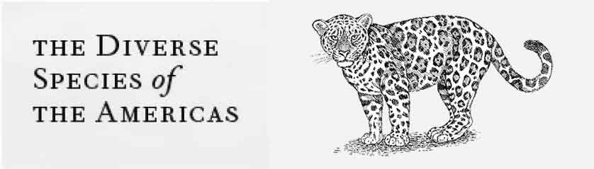 The Diverse Species of the Americas