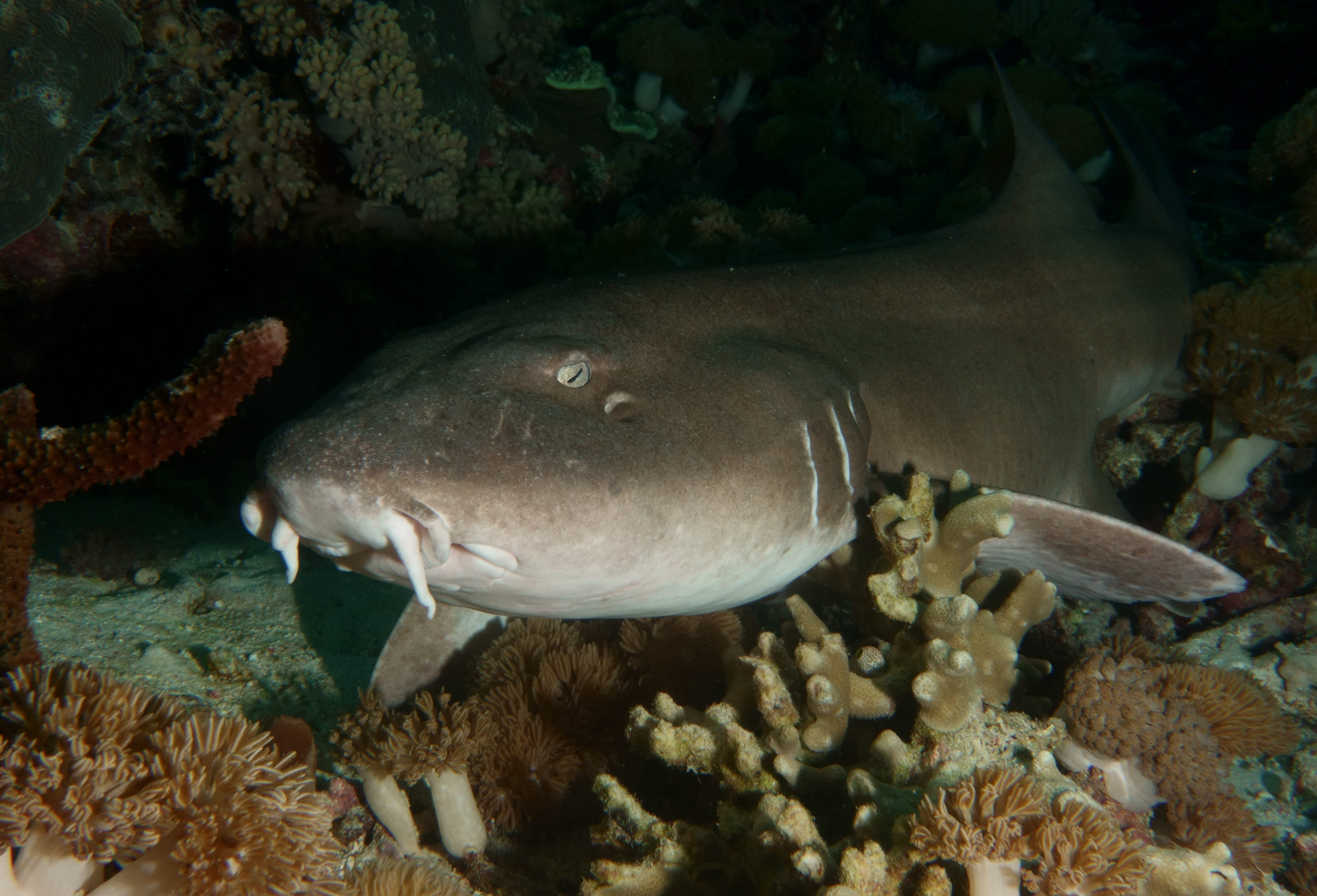 Sharks & Rays