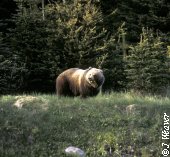 Grizzly Grizzly