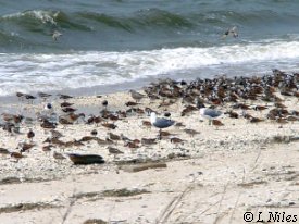 Delaware Bay 2001, Turnstones and Red knots on beach